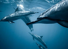 九游：用心打造的游戏生态，让玩家与世界同行